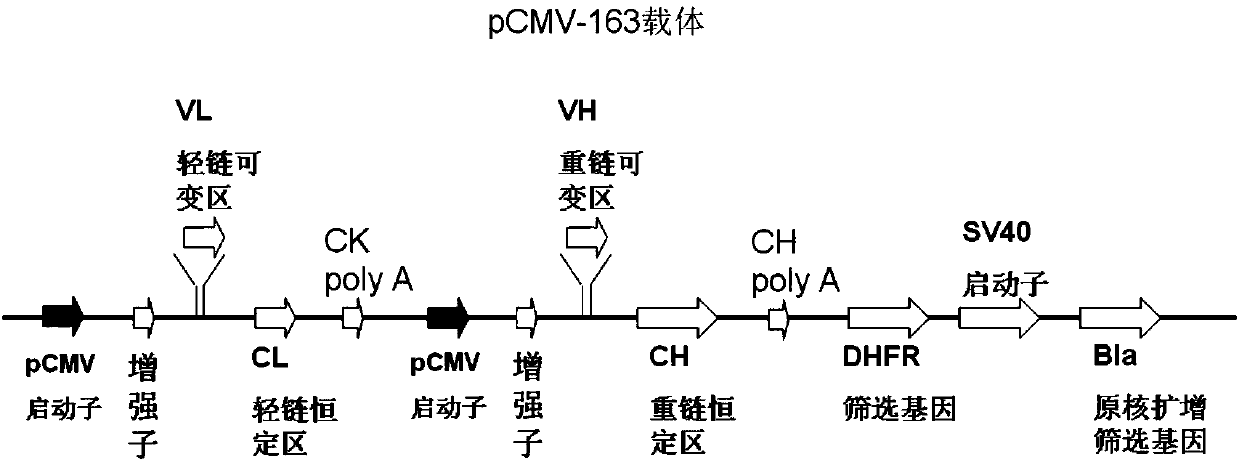 CD38 protein antibody and application thereof