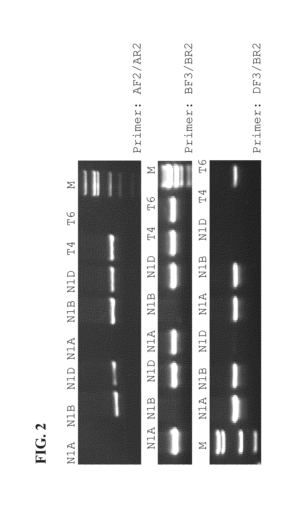 Identification and use of krp mutants in wheat