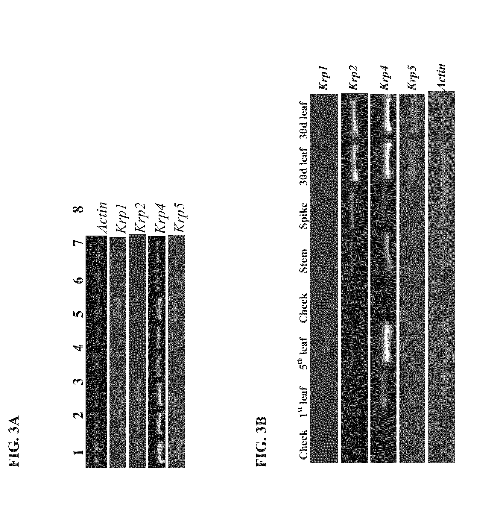 Identification and use of krp mutants in wheat