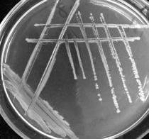 Cadmium-tolerant intestinal strain and cadmium adsorption method