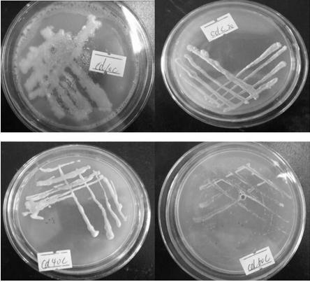 Cadmium-tolerant intestinal strain and cadmium adsorption method