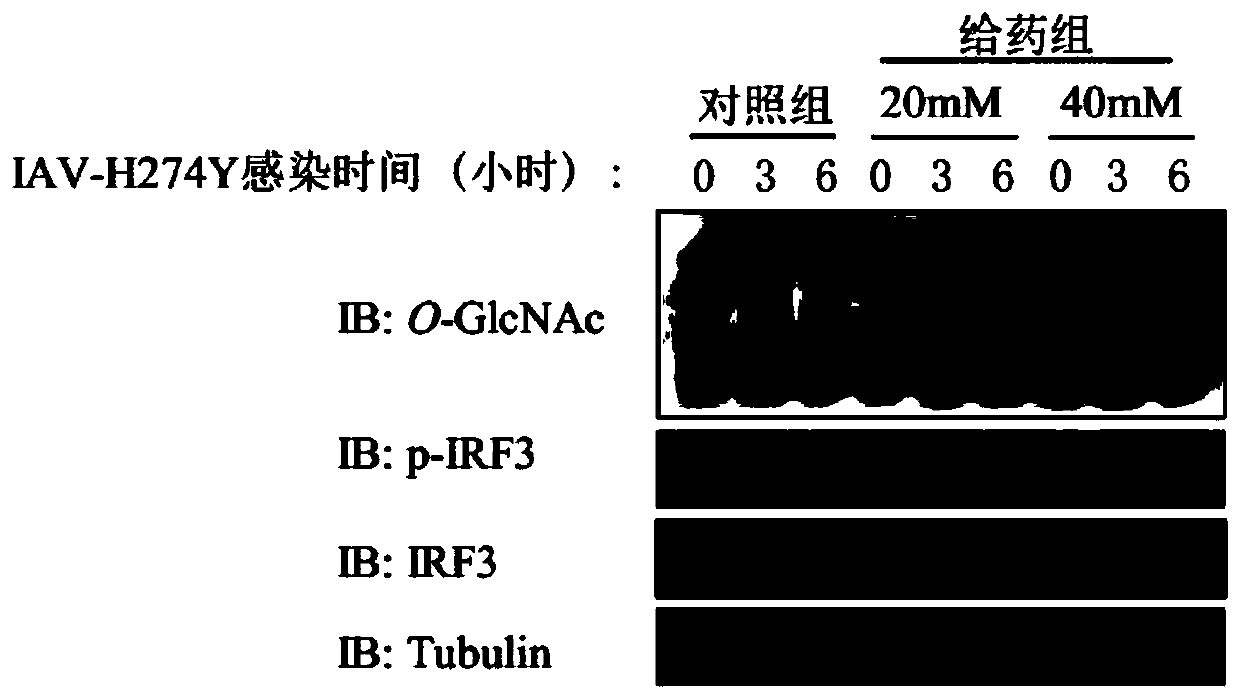 Glucosamine and application of derivative of glucosamine as antiviral drug