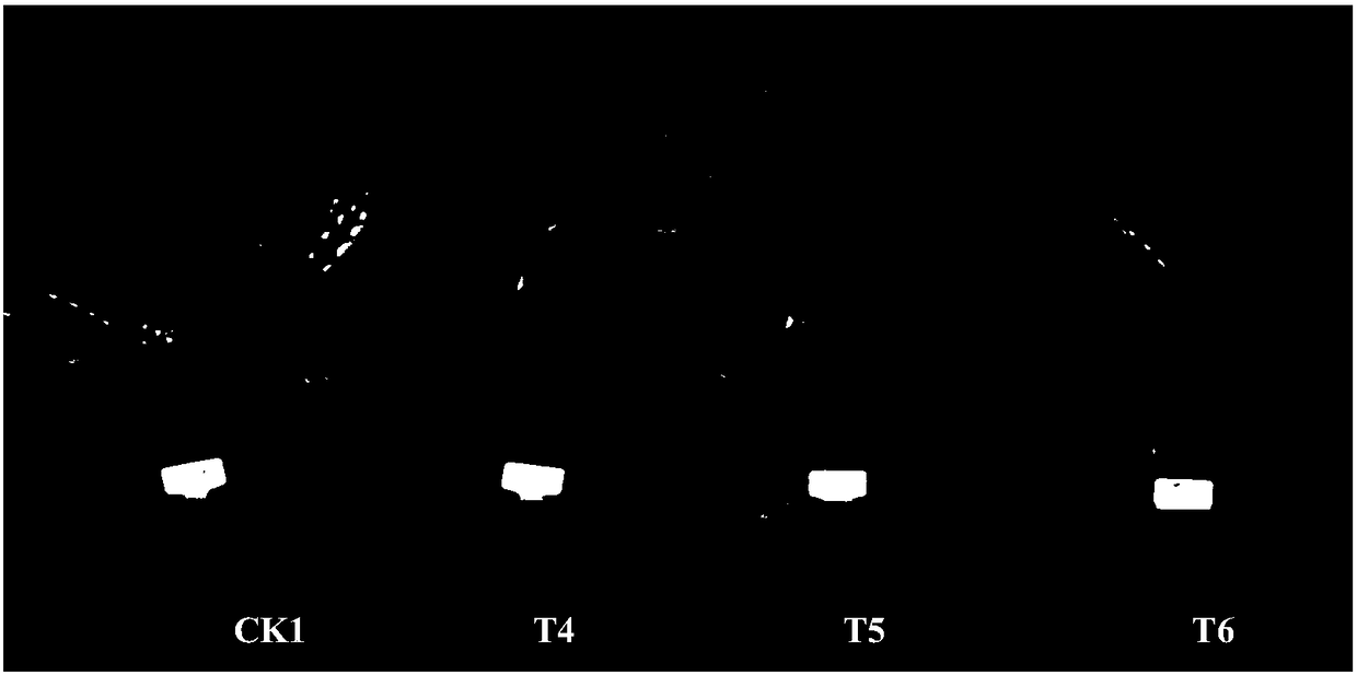 Method for dwarfing potted Hainan pseudo-ginseng