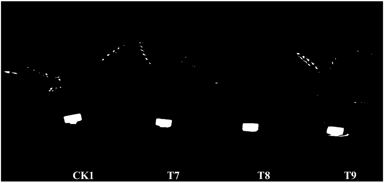 Method for dwarfing potted Hainan pseudo-ginseng