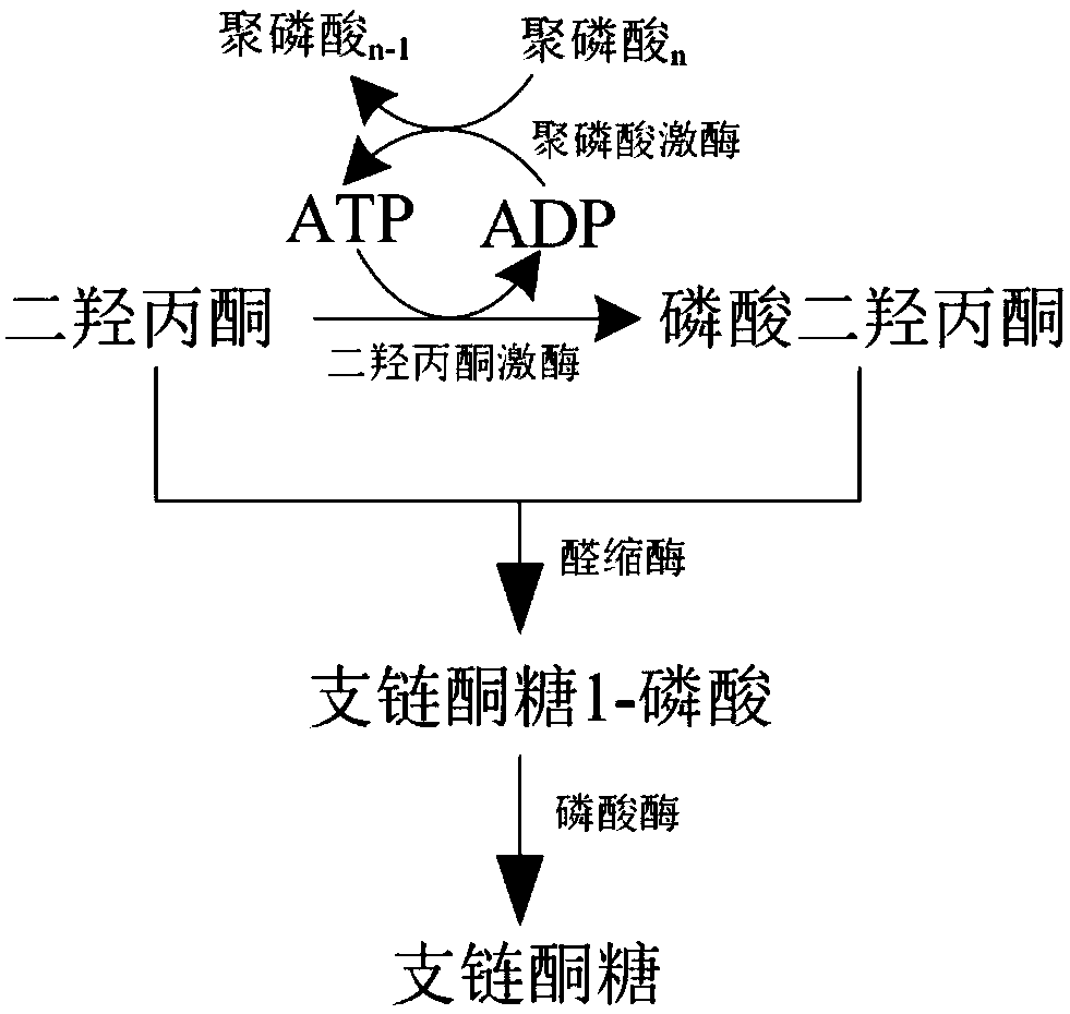 Biological synthesis method of branched ketose