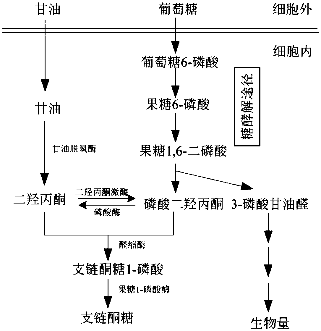 Biological synthesis method of branched ketose