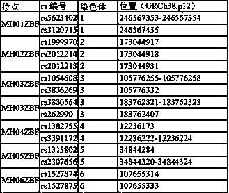 Composite amplifying system of SNP-DIP micro haplotype domain for medico-legal individual recognition based on NGS subtyping