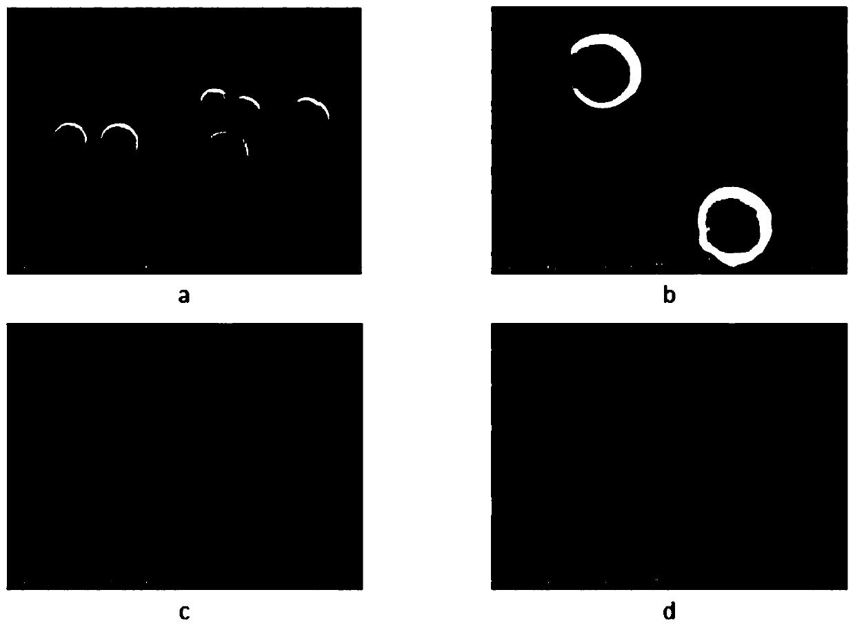 PLGA/FK506 drug-loading nano microsphere and preparation method and application thereof