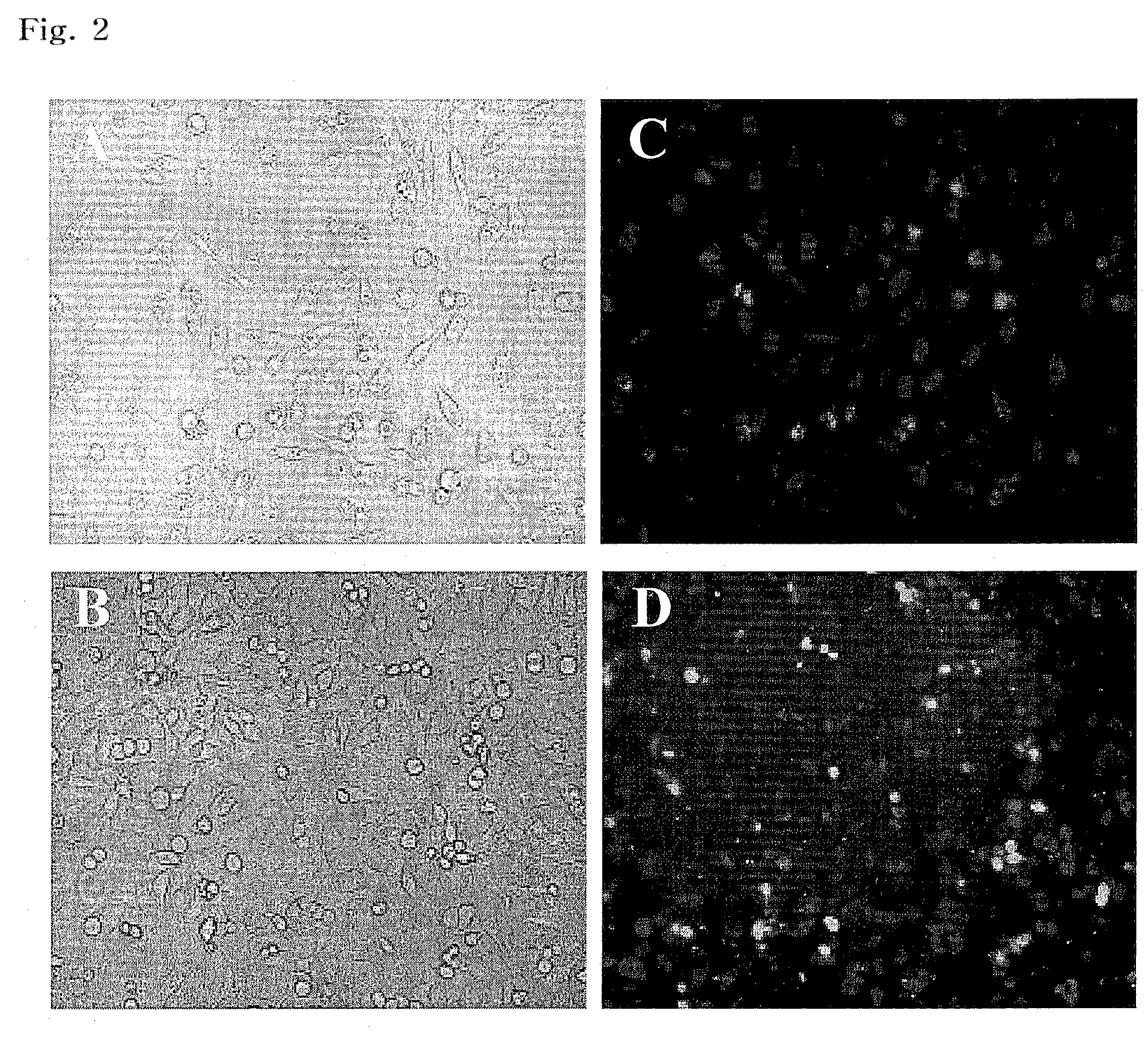 Composition of cationic phospholipid nanoparticles for effective delivery of nucleic acids