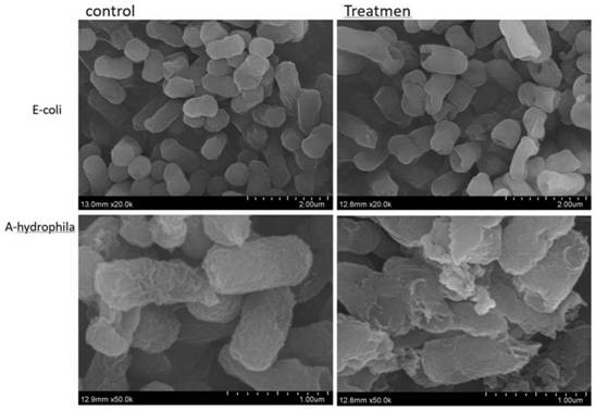 Antibacterial peptide and application thereof in aquaculture