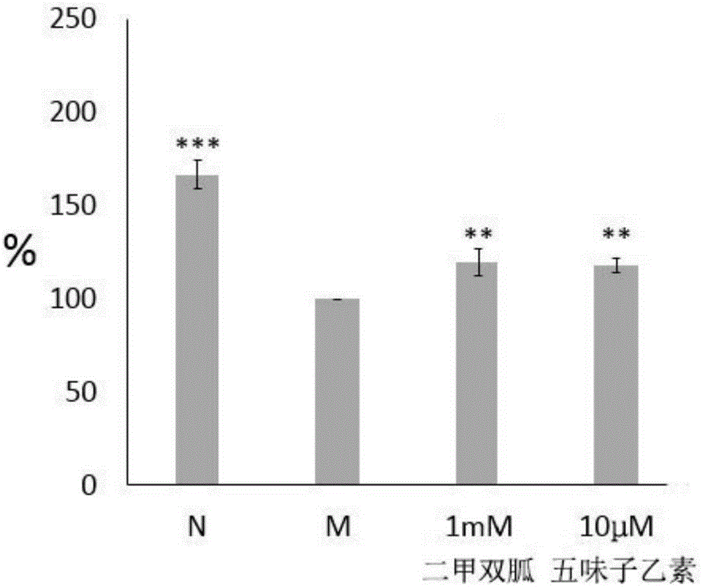 Application of schisandrin B in preparation of diabetes treatment drug