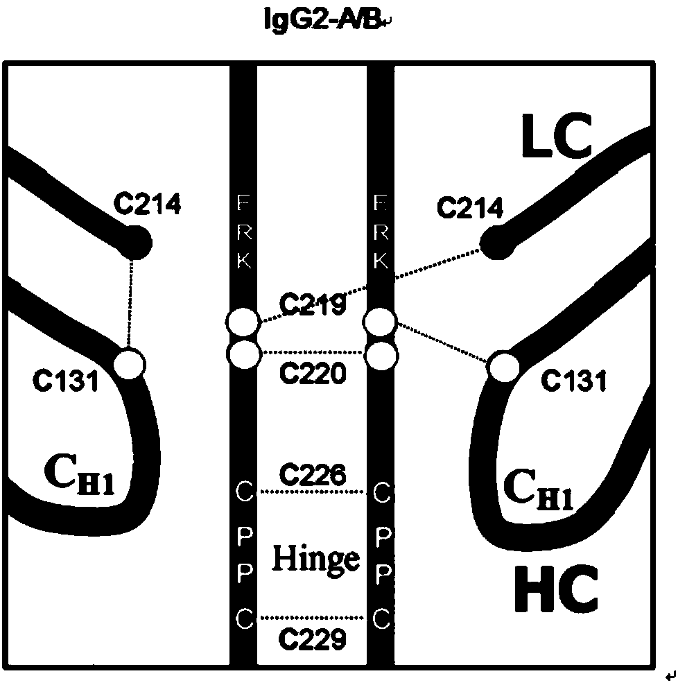 Hinge region modification body of human IgG2 antibody