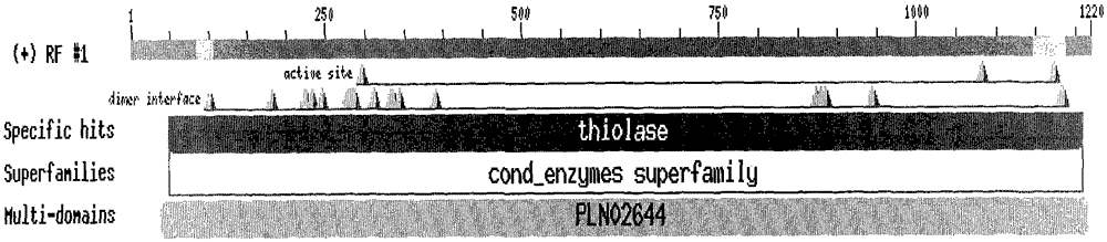 Peony Acetyl-coa Acyltransferase (plaact) Gene and Its Encoding Product and Application