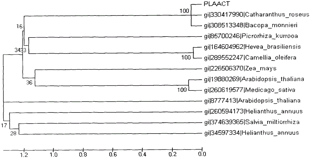 Peony Acetyl-coa Acyltransferase (plaact) Gene and Its Encoding Product and Application