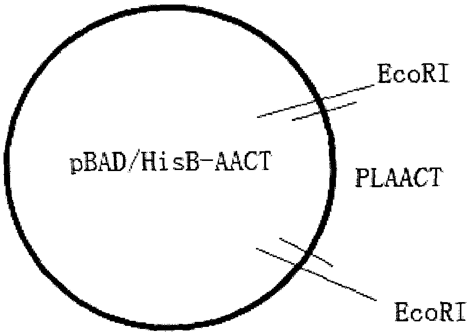 Peony Acetyl-coa Acyltransferase (plaact) Gene and Its Encoding Product and Application