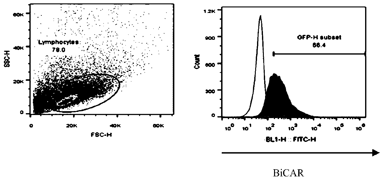 Human T lymphocytes carrying cd20/cd19 bispecific chimeric antigen receptor and preparation method and application