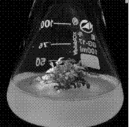 Exogenous GA3 induced Chinese rose flowering method