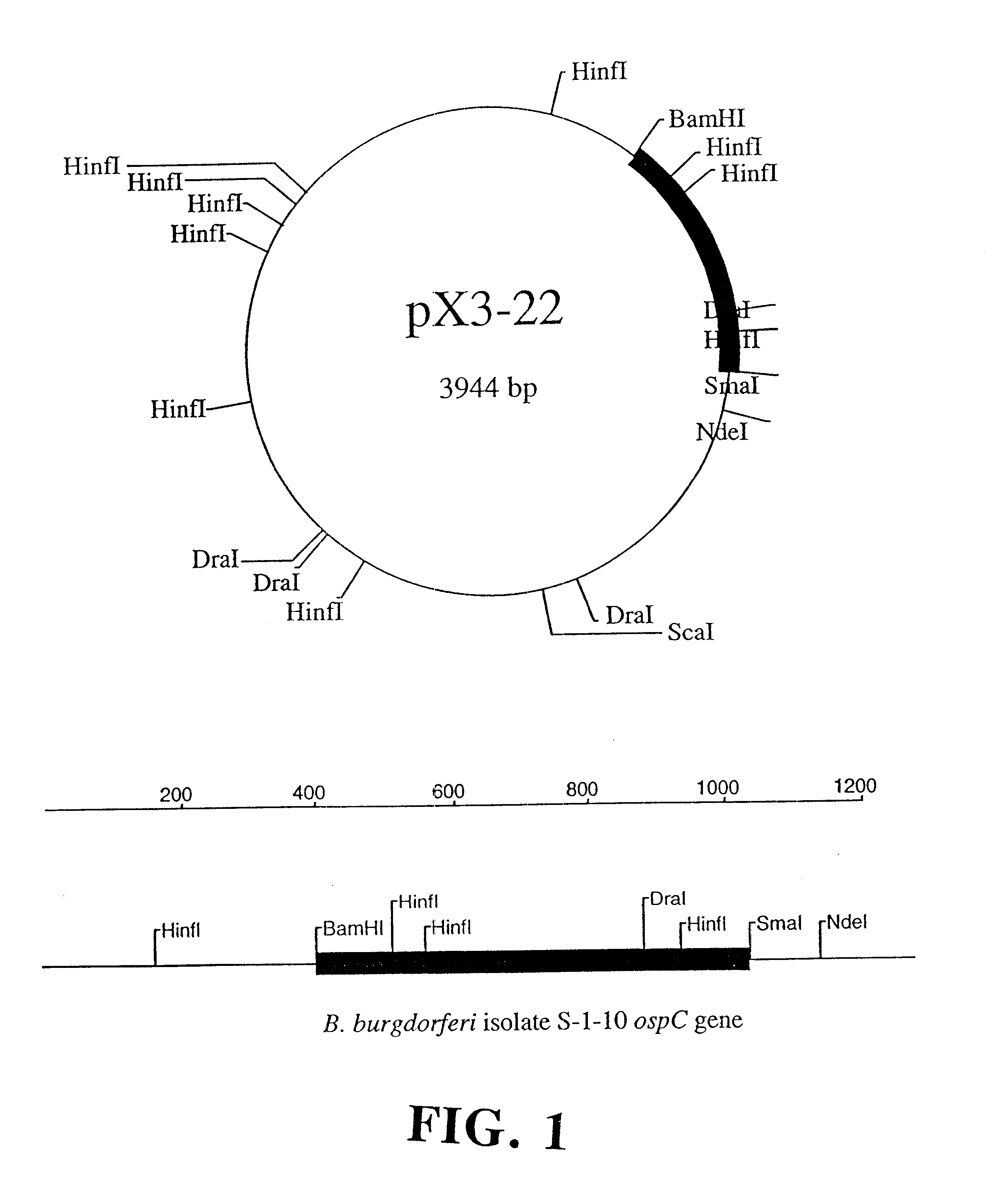 Compositions and methods using the borreliacidal epitope(s) of Borrelia burgdorferi outer surface protein C (OspC) for the diagnosis and prevention of lyme disease