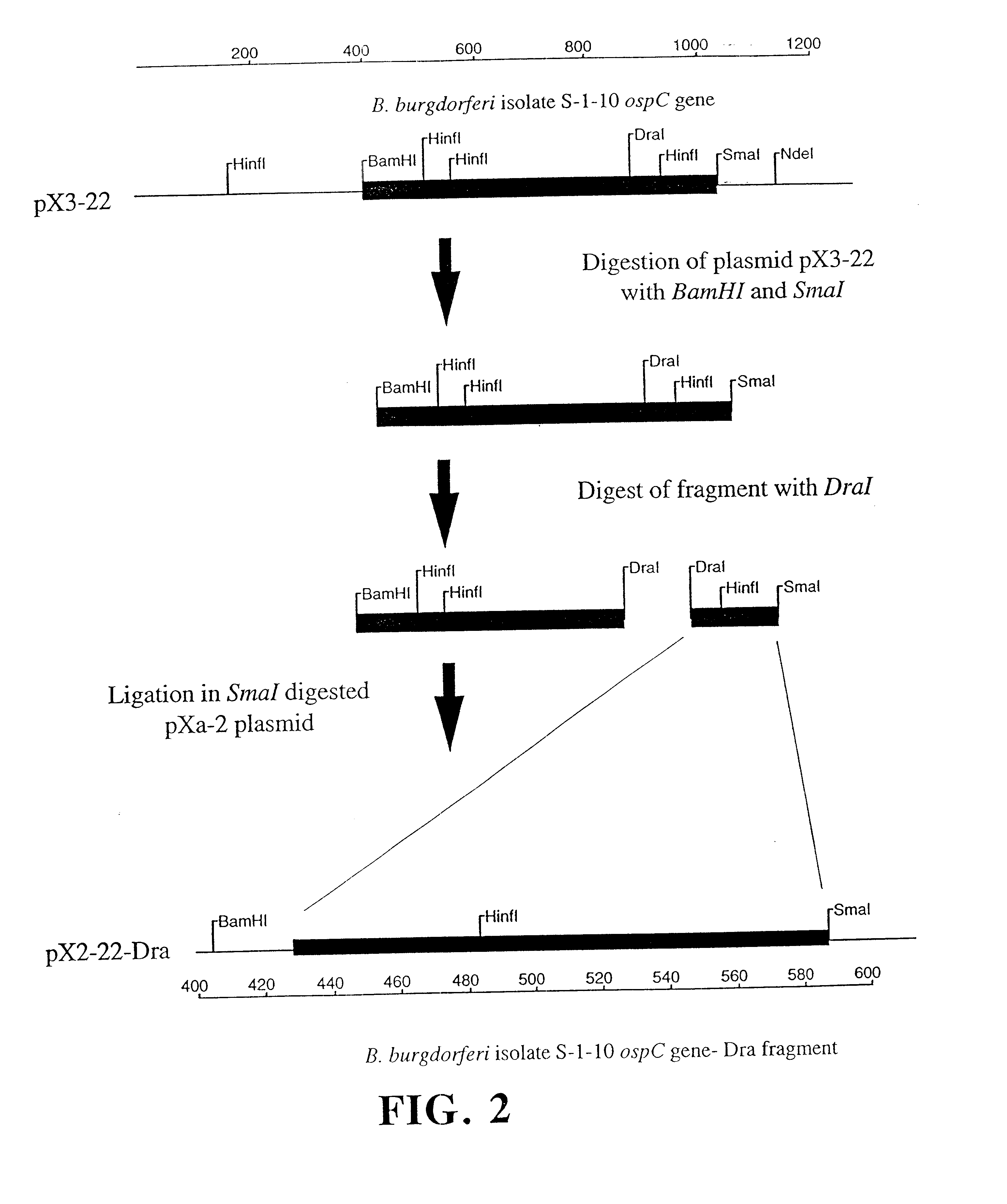 Compositions and methods using the borreliacidal epitope(s) of Borrelia burgdorferi outer surface protein C (OspC) for the diagnosis and prevention of lyme disease