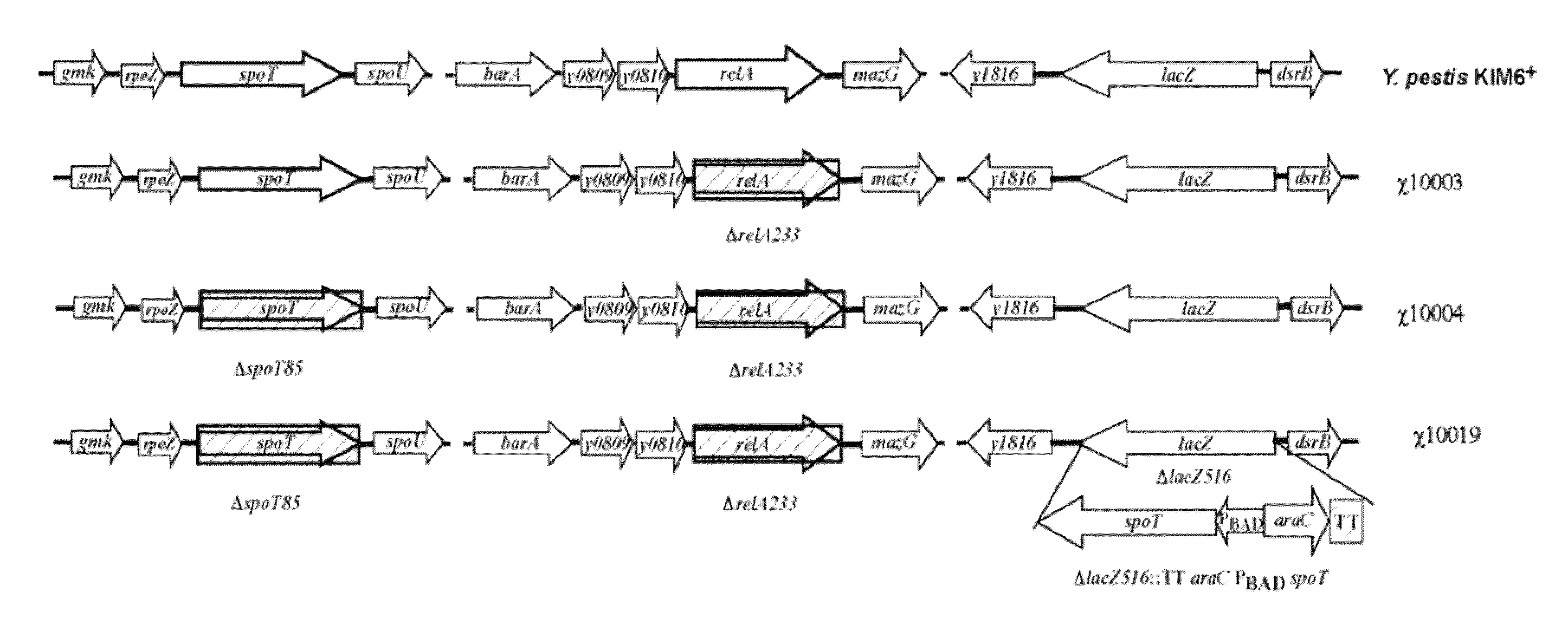 <i>Yersinia pestis </i>vaccine