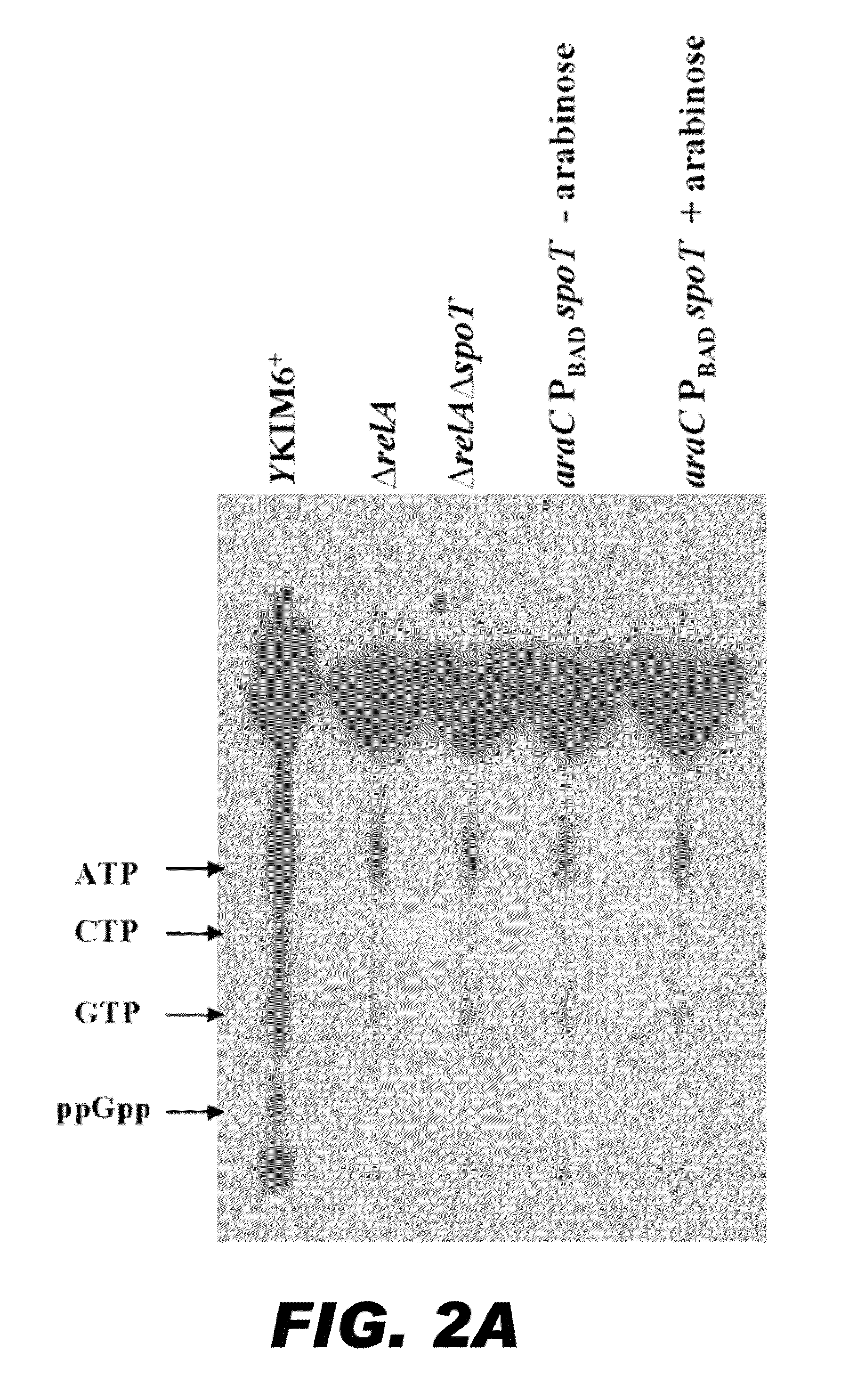 <i>Yersinia pestis </i>vaccine