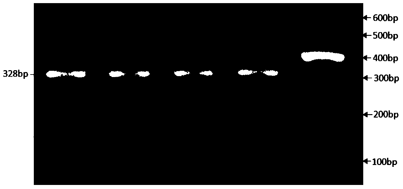 Method for breeding kidding traits by utilizing 3-gene pyramiding effect