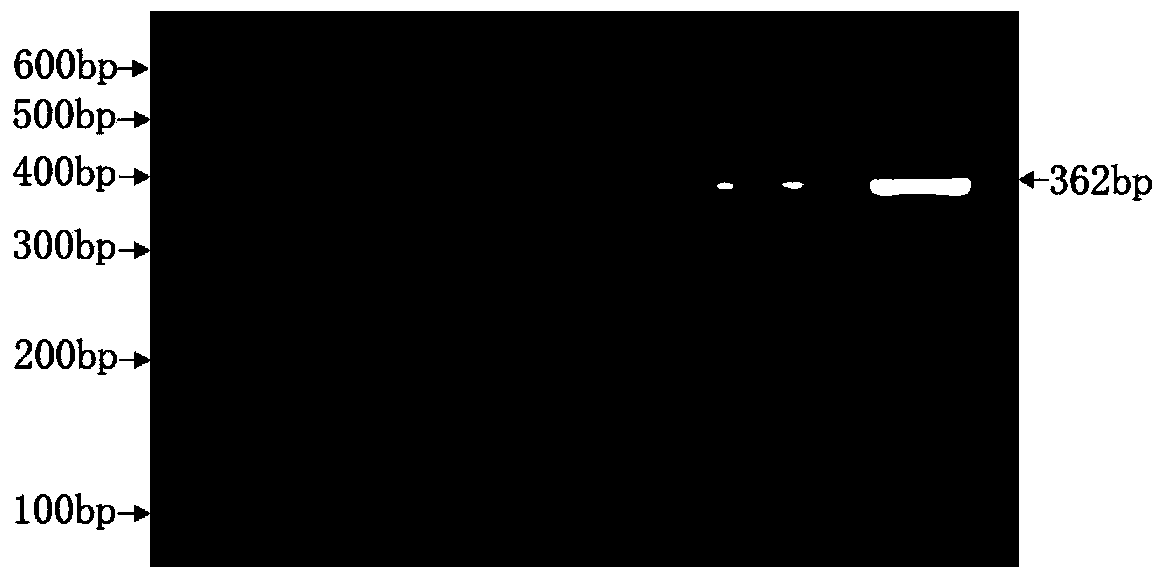 Method for breeding kidding traits by utilizing 3-gene pyramiding effect