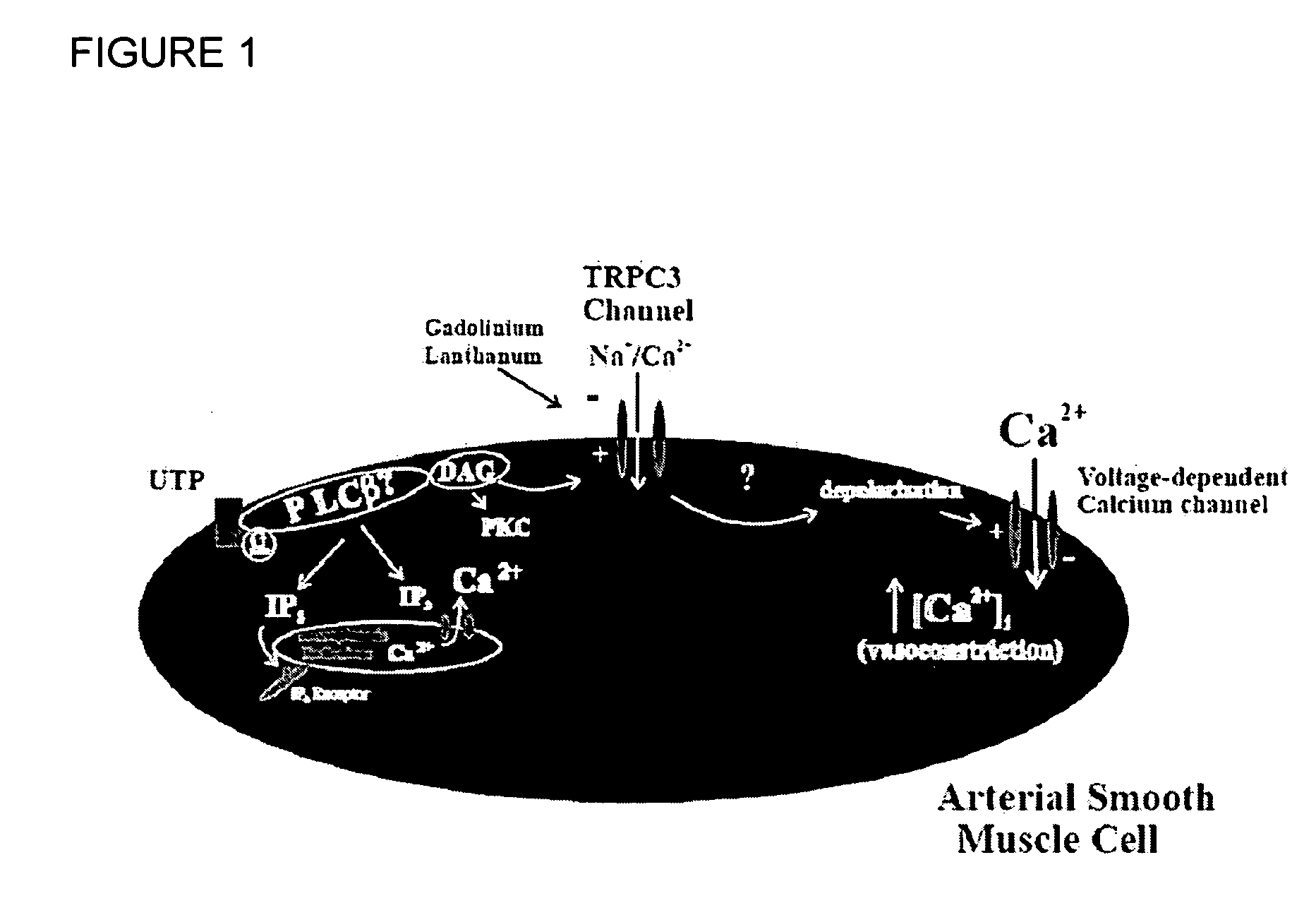 Methods and products for treating hypertension by modulation of TRPC3 channel activity