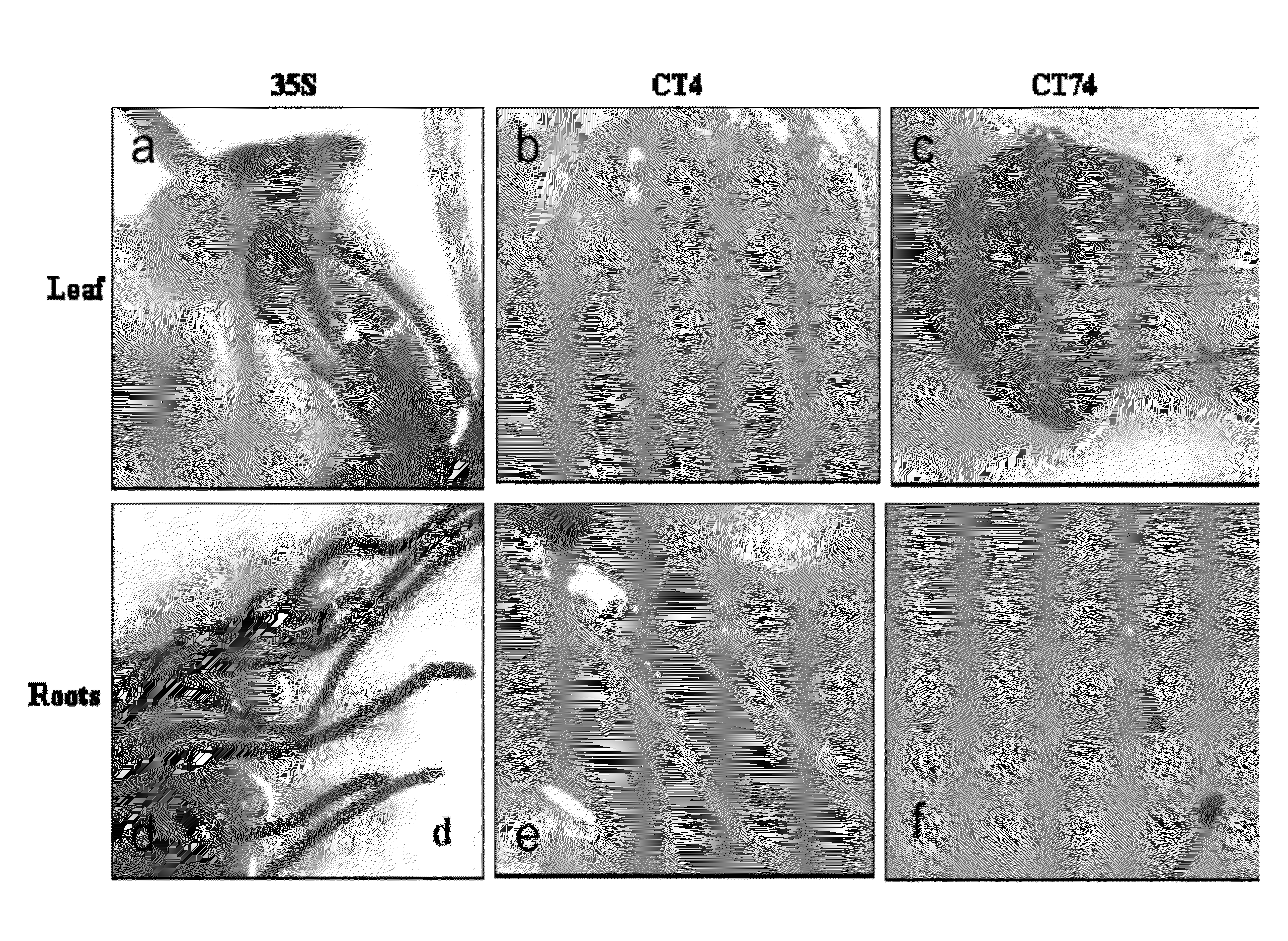 Polynucleotides and polypeptides involved in plant fiber development and methods of using same