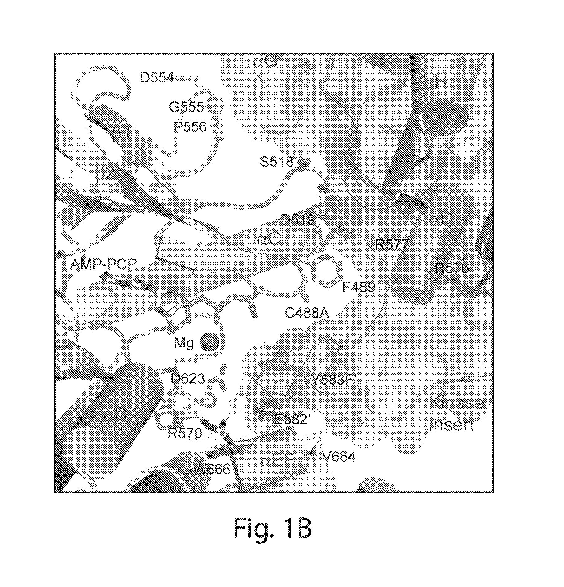 Inhibitors of receptor tyrosine kinases (RTK) and methods of use thereof