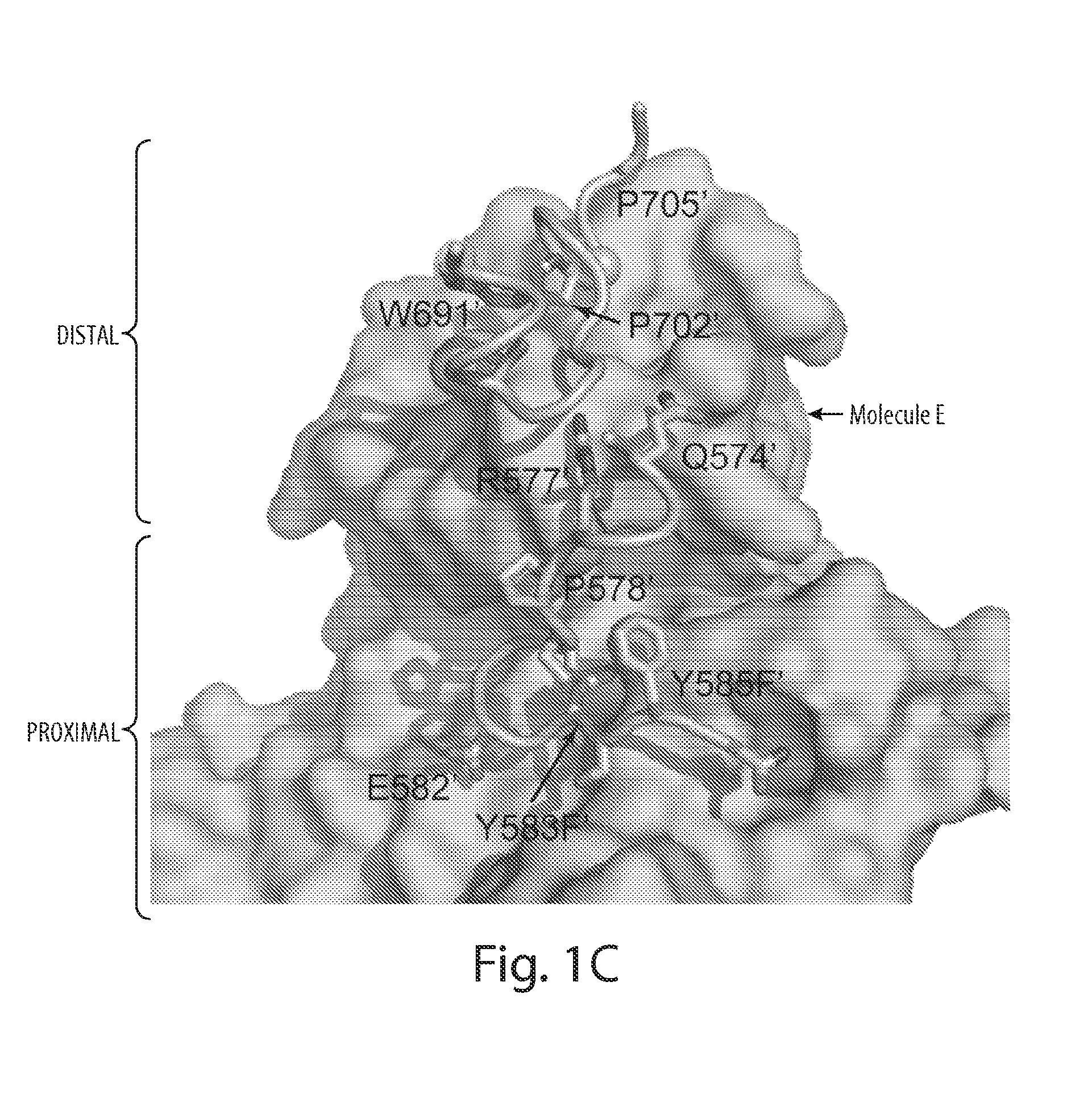 Inhibitors of receptor tyrosine kinases (RTK) and methods of use thereof