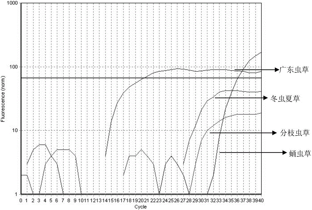 Characteristic nucleotide sequence, nucleic acid molecule primers and method for quantitative determination of cordyceps guangdongensis