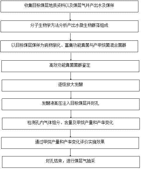 Method for improving biological coal bed gas yield through coal bed origin fungi