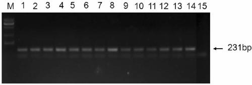 An internal standard gene suitable for the detection and copy number analysis of Brachypodium distachyon exogenous genes and its application