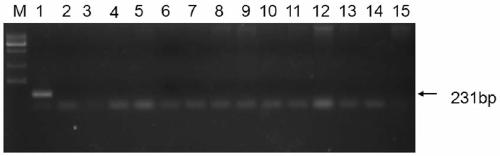 An internal standard gene suitable for the detection and copy number analysis of Brachypodium distachyon exogenous genes and its application