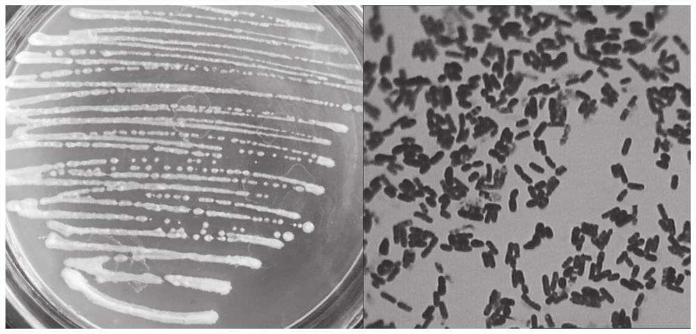 Bacillus aryabhattai strain and application thereof