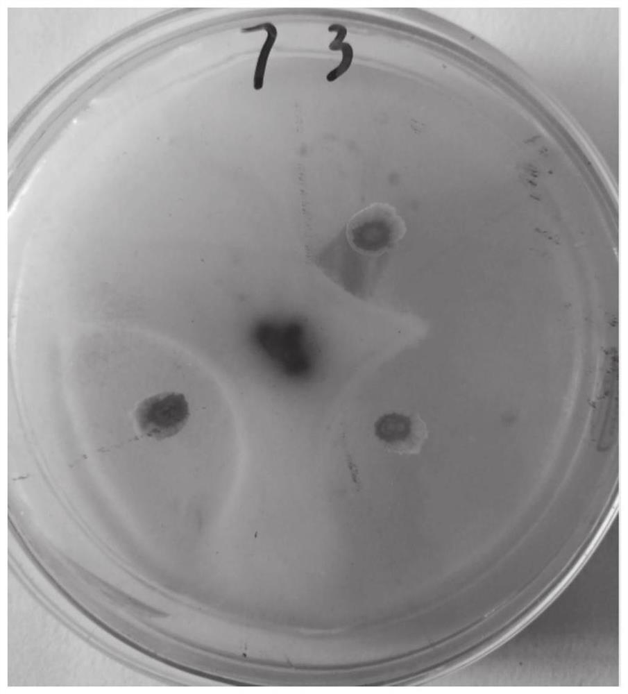 Bacillus aryabhattai strain and application thereof