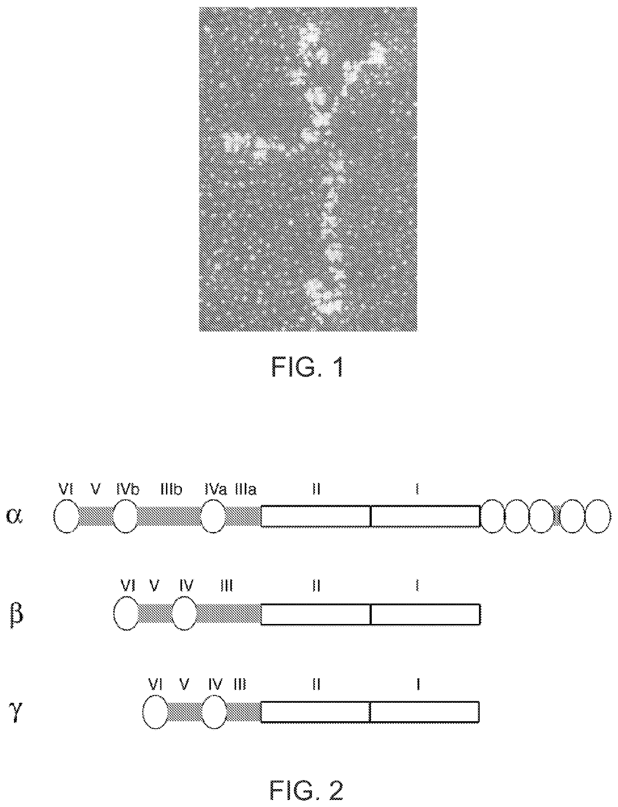 Methods of producing RPE cells