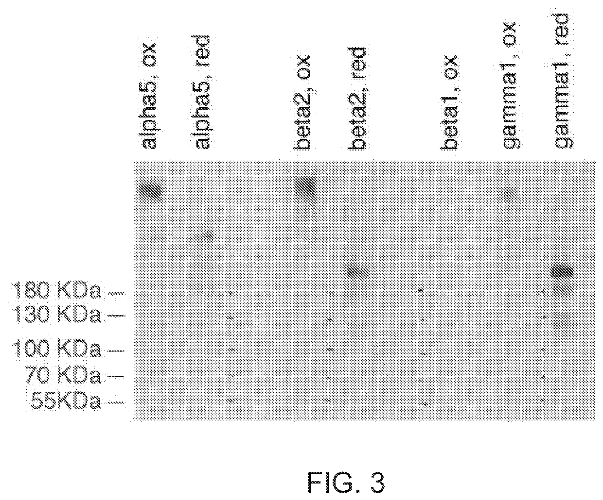 Methods of producing RPE cells