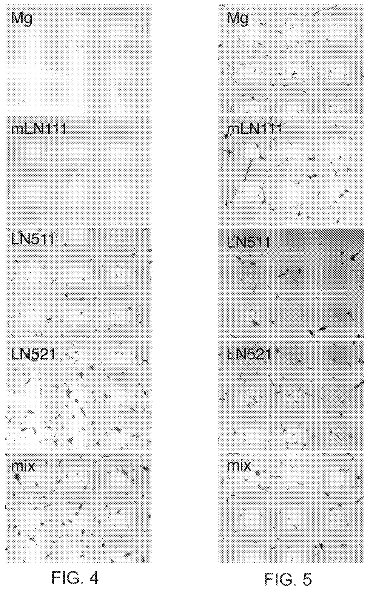 Methods of producing RPE cells