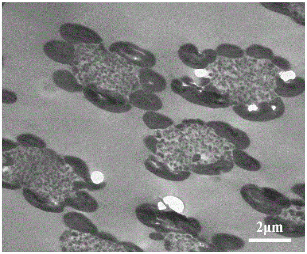 Preparing method for synthesizing shape-controlled anisotropic particles through emulsion polymerization based on asymmetry monomer-swelling non-crosslinking seed particles