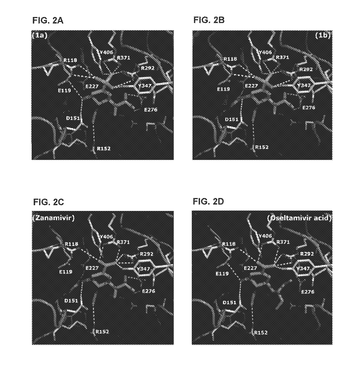 Zanamivir phosphonate congeners with Anti-influenza  activity and determining oseltamivir susceptibility of influenza viruses