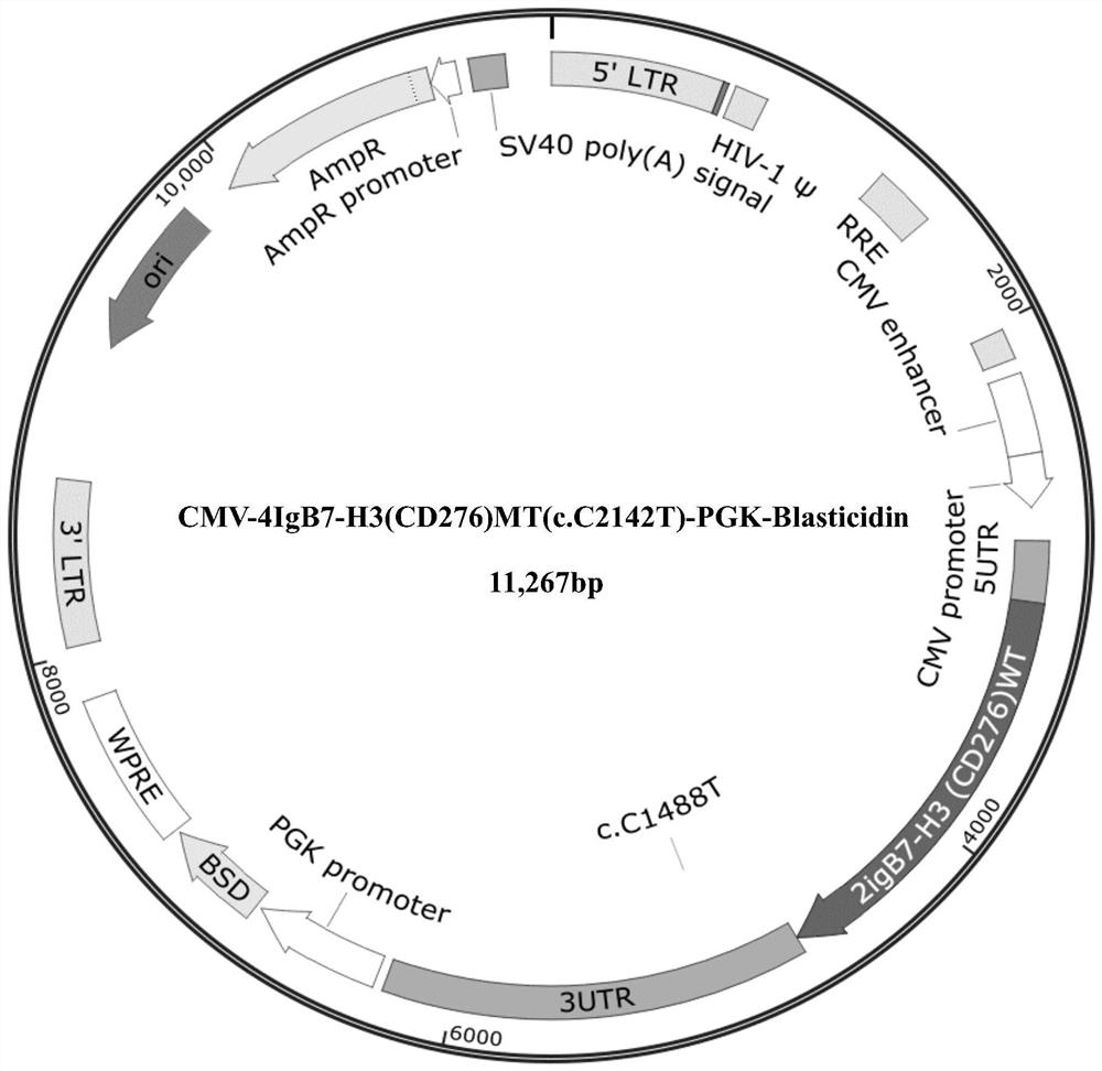 Mutant encoding gene of human 4IgB7-H3 and application thereof in regulating immunity