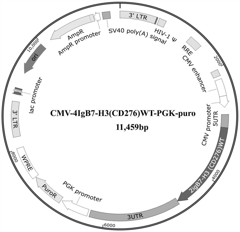 Mutant encoding gene of human 4IgB7-H3 and application thereof in regulating immunity