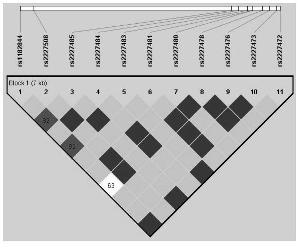 SNP locus related to auxiliary diagnosis of chronic obstructive pulmonary disease susceptibility and application SNP locus