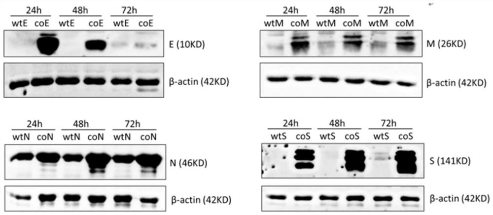 Nucleic acid molecule encoding structural protein of novel coronavirus and novel coronavirus vaccine