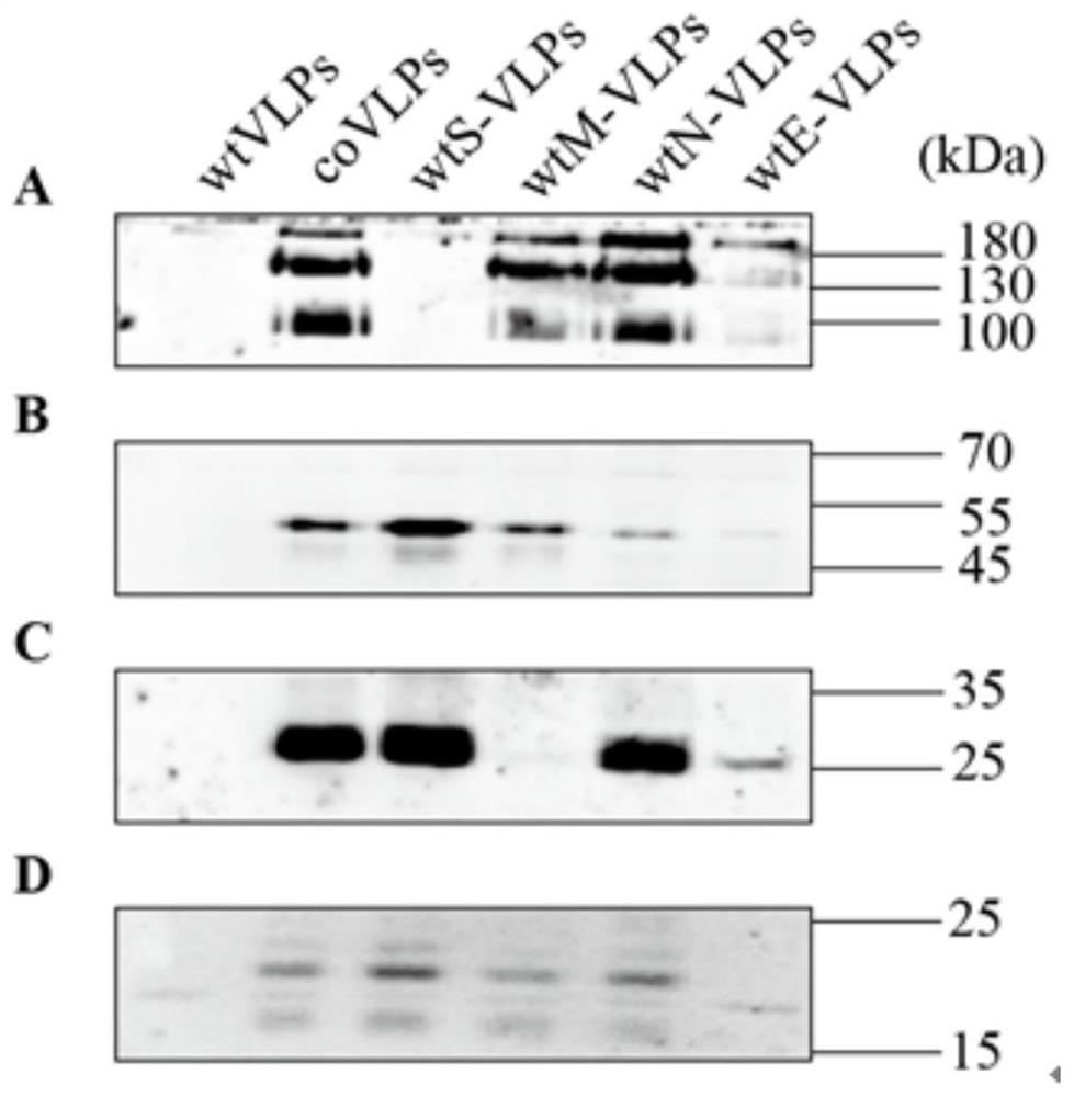 Nucleic acid molecule encoding structural protein of novel coronavirus and novel coronavirus vaccine