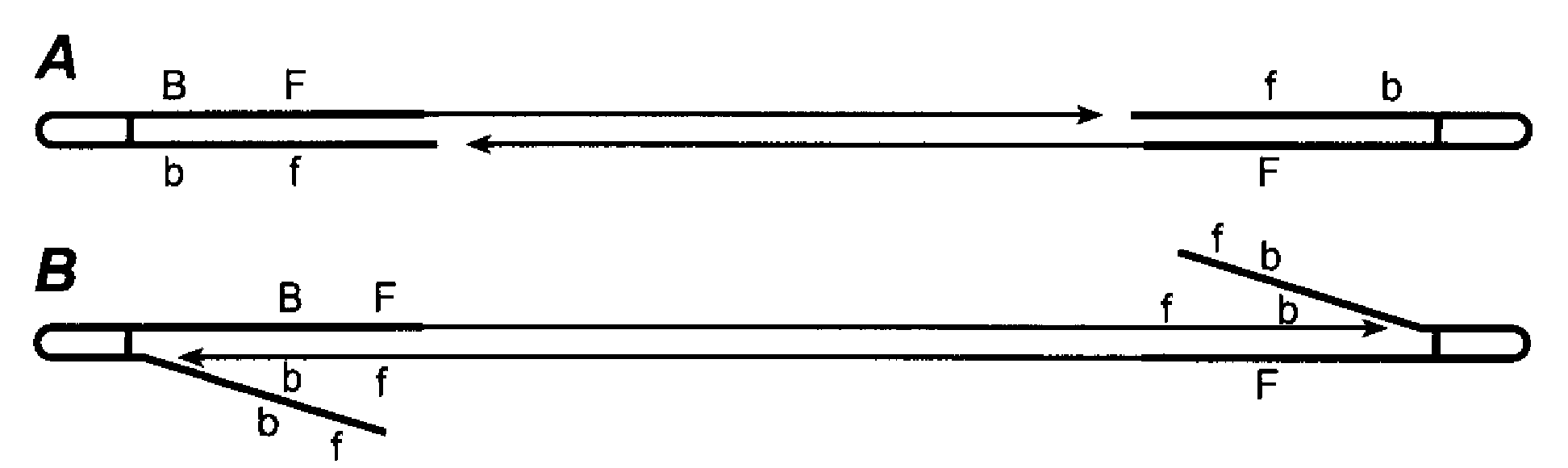 Random array DNA analysis by hybridization