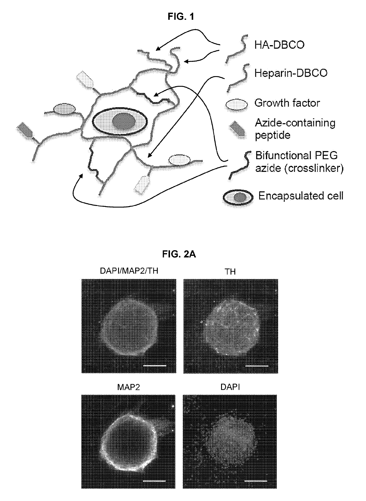 Cellularized hydrogels and methods of using the same