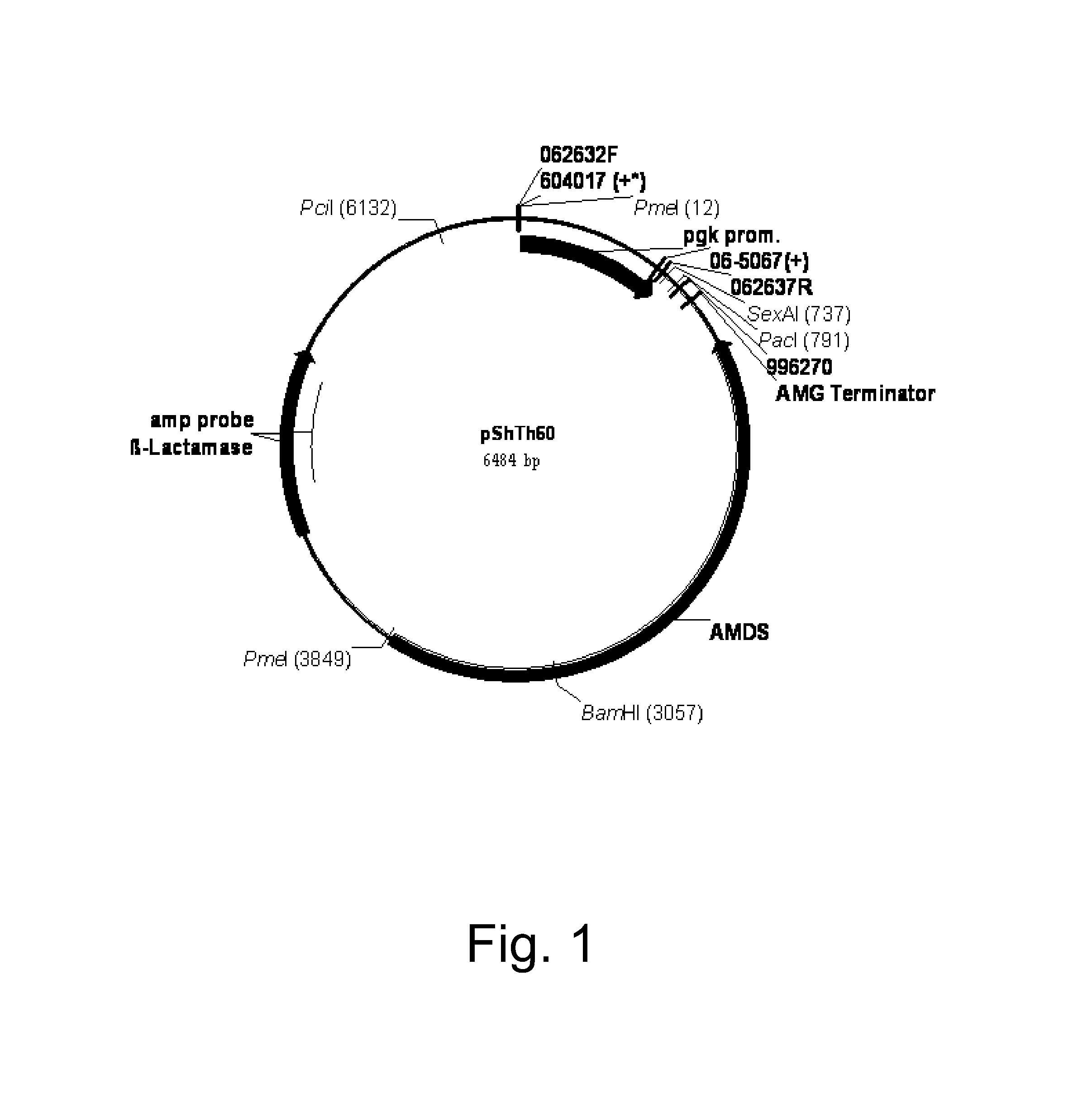 Methods for improving malic acid production in filamentous fungi